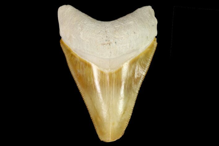 Serrated, Fossil Megalodon Tooth - Florida #122554